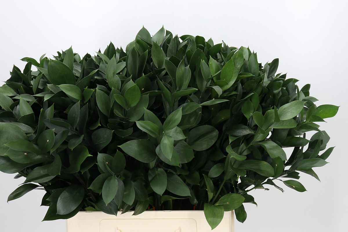 Ruscus Hypophyllum 70cm
