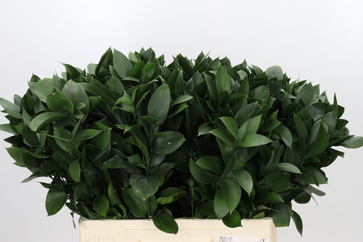 Ruscus Hypophyllum 60cm