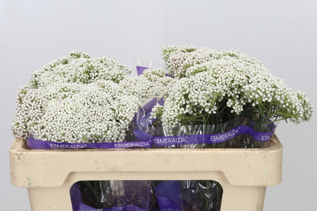 Ozothamus Cooks Snow Whi 50cm