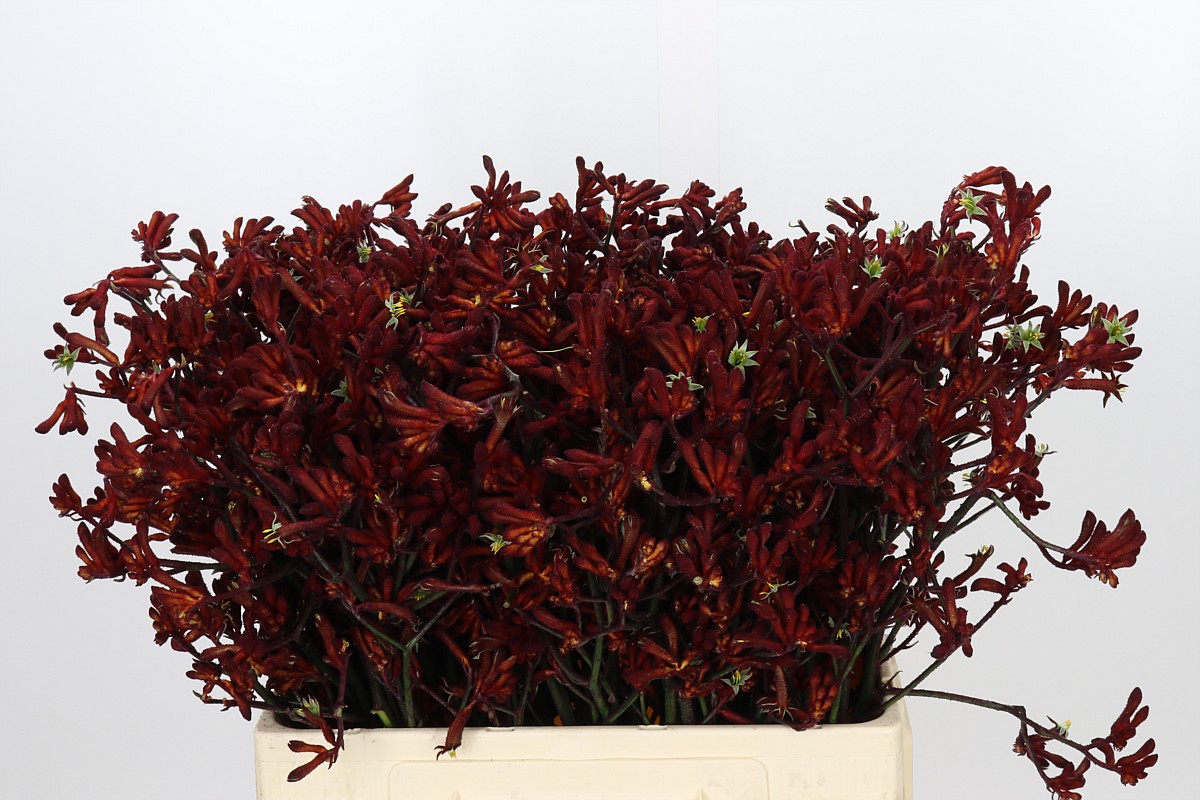 Anigozanthos Bush Ruby 60cm