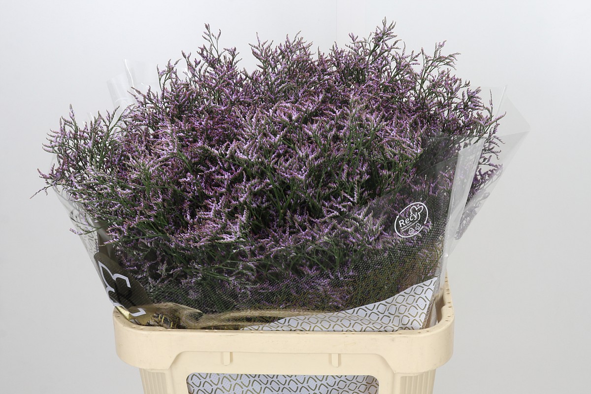 Limonium Saf Pink Sky 80cm 35gram