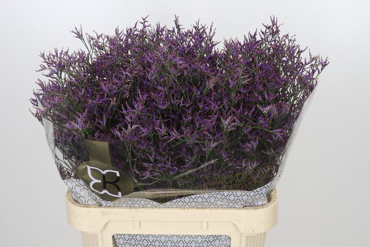 Limonium Saf Dark Blue 80cm 40gram