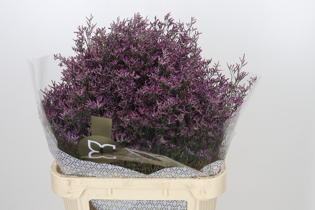 Limonium Sin Safora Lilac 80cm 35gram