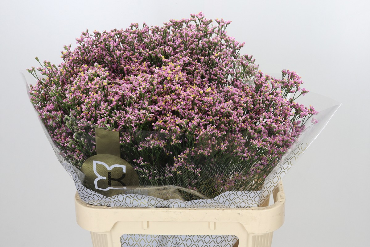 Limonium Saf Oshi Pink 80cm 40gram