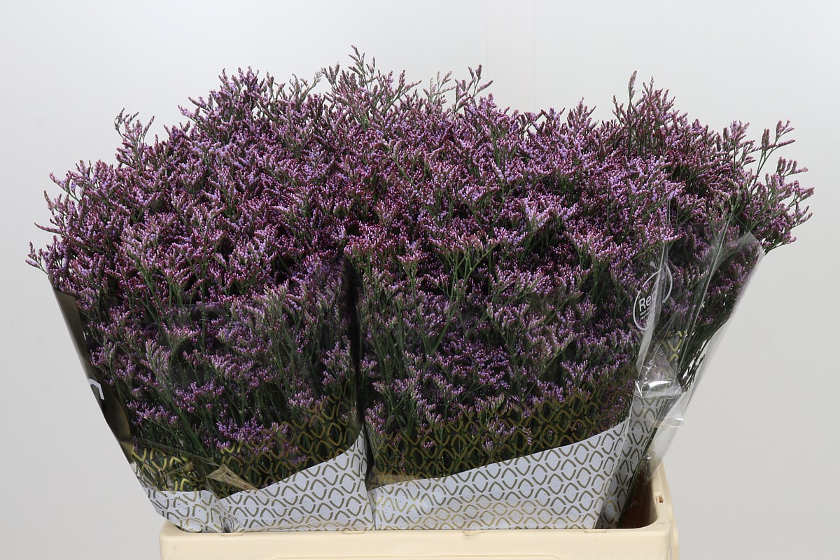 Limonium Saf Oshi Pink 60cm 20gram