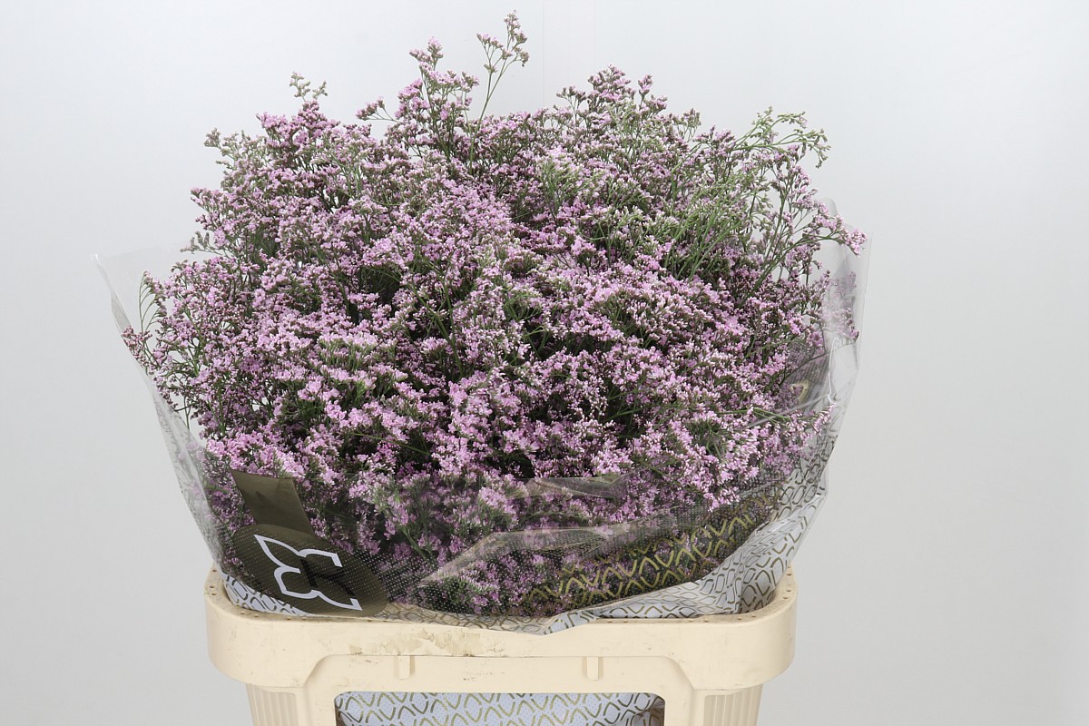 Limonium Sin Blush Diamond 80cm 40gram