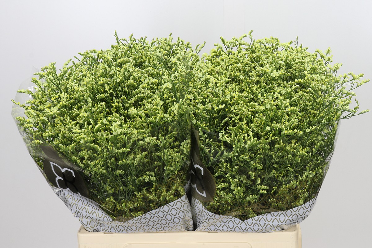 Limonium Sin China Lemon 60cm 20gram