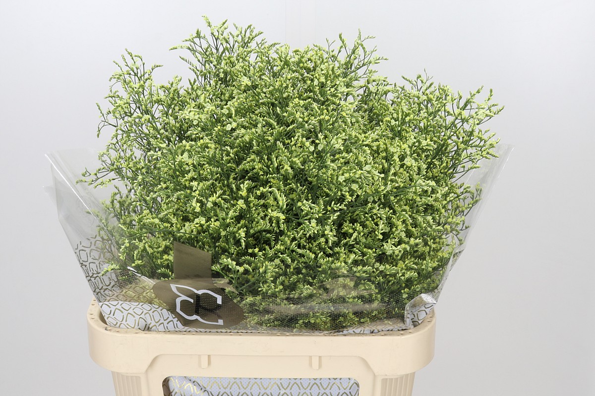Limonium Sin China Lemon 80cm 40gram