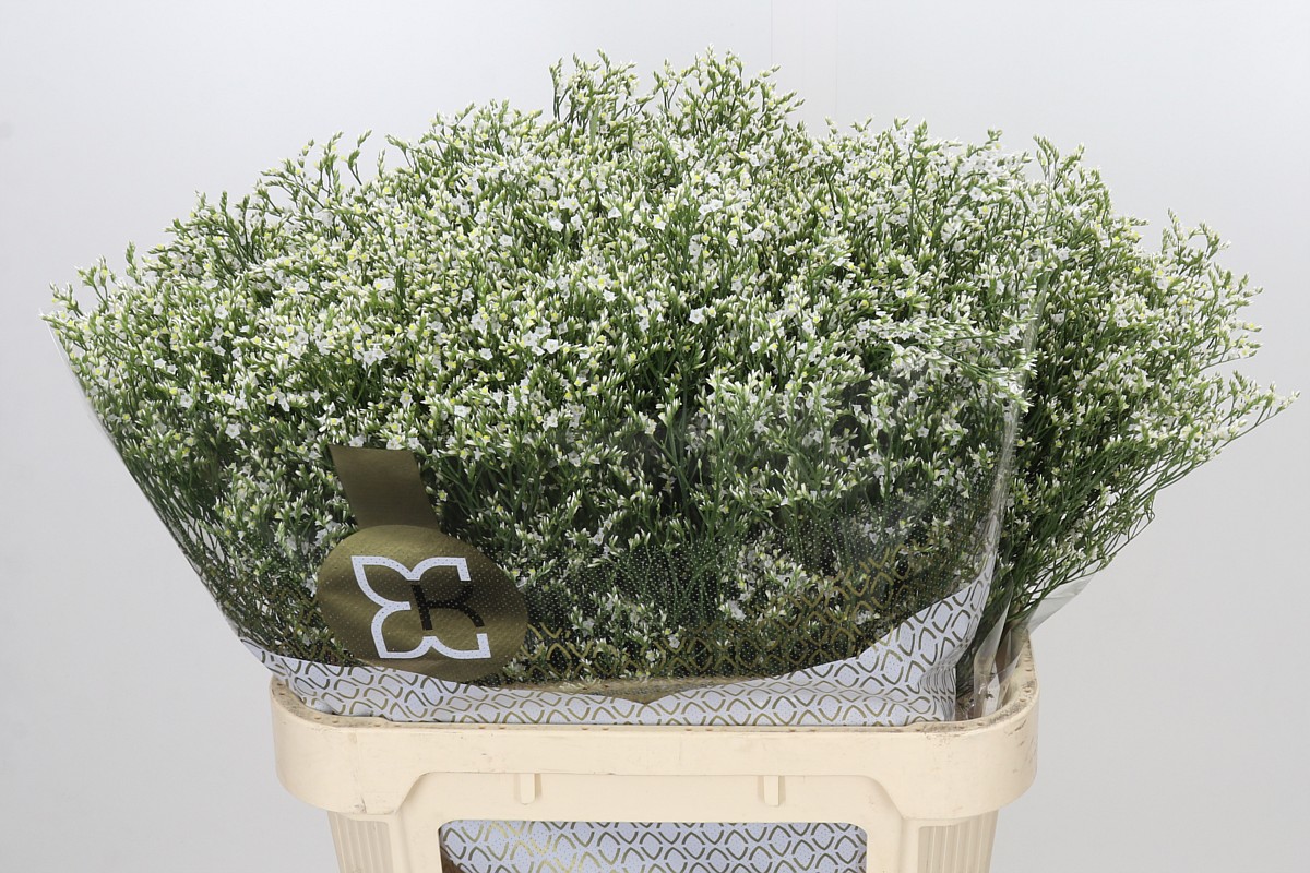 Limonium Sin Clear Diamond 80cm 40gram