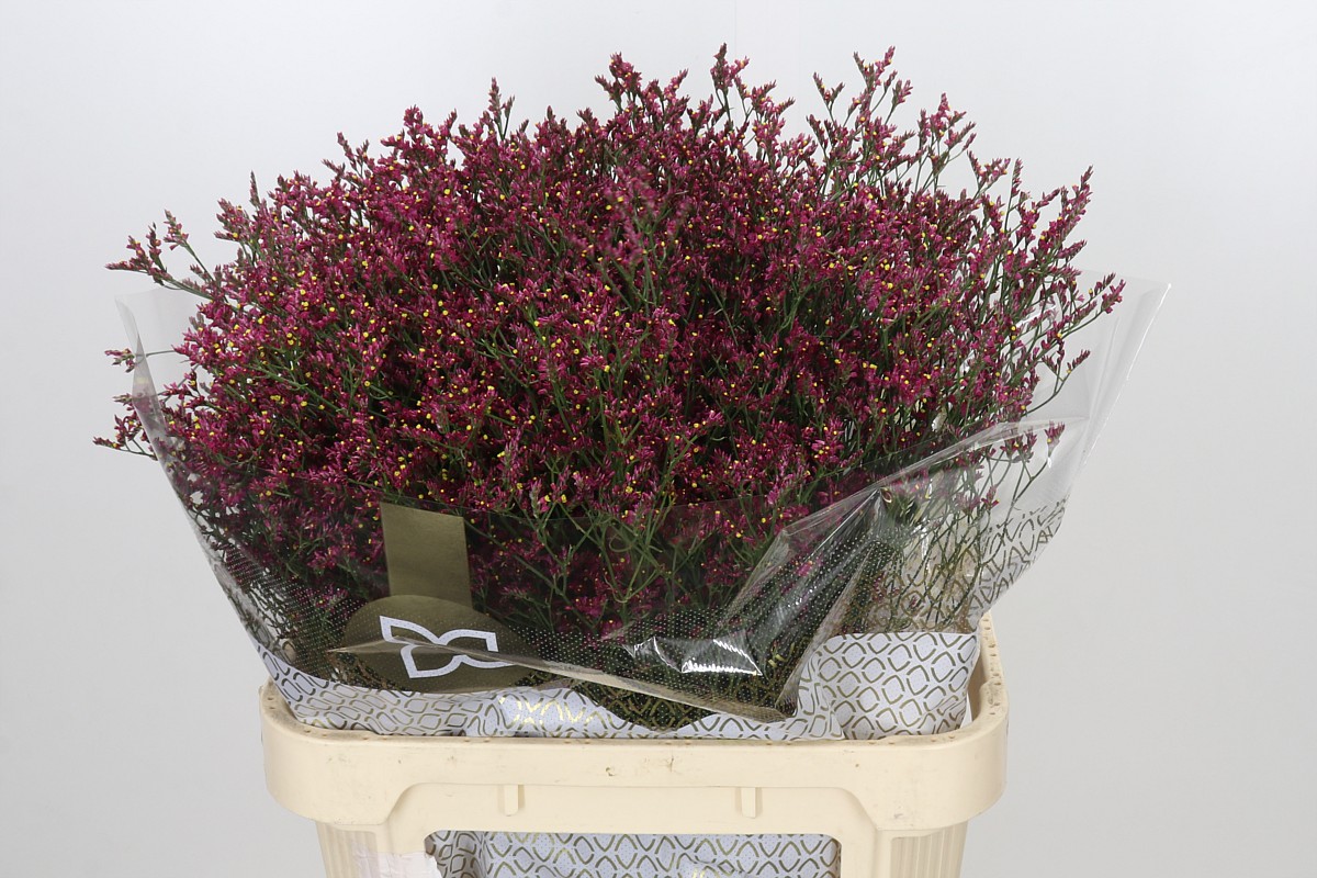 Limonium Sin Scarlett Diamond 80cm 40gram