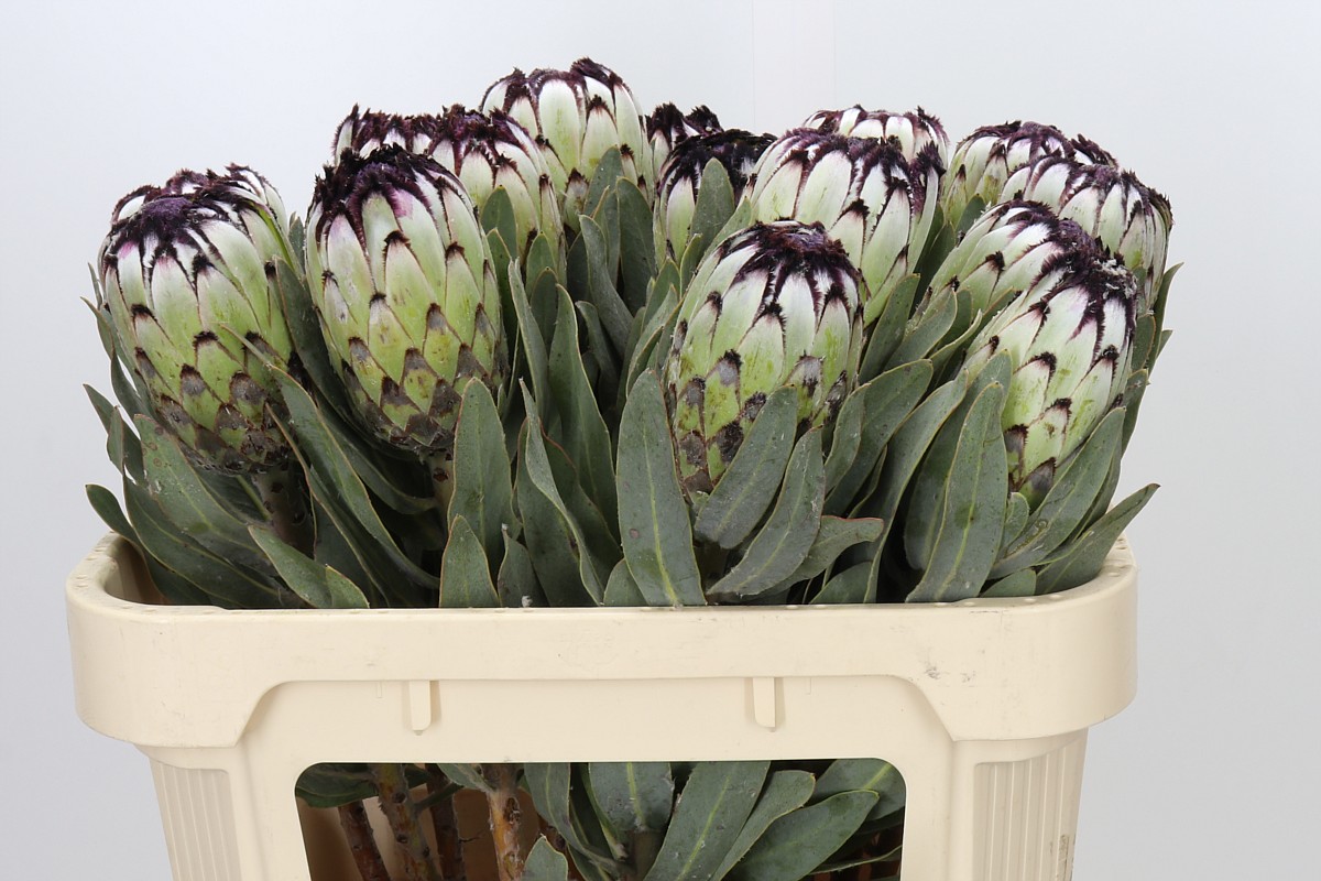 Protea Barb Niobe 70cm