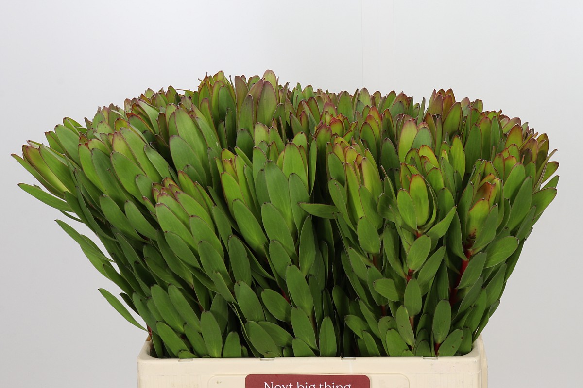 Leucadendron Goldstrike 60cm