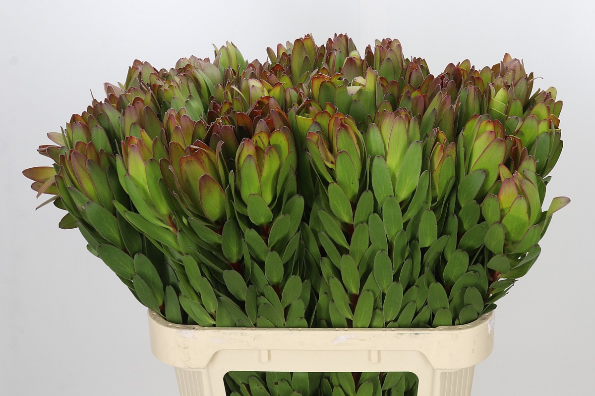 Leucadendron Goldstrike 80cm
