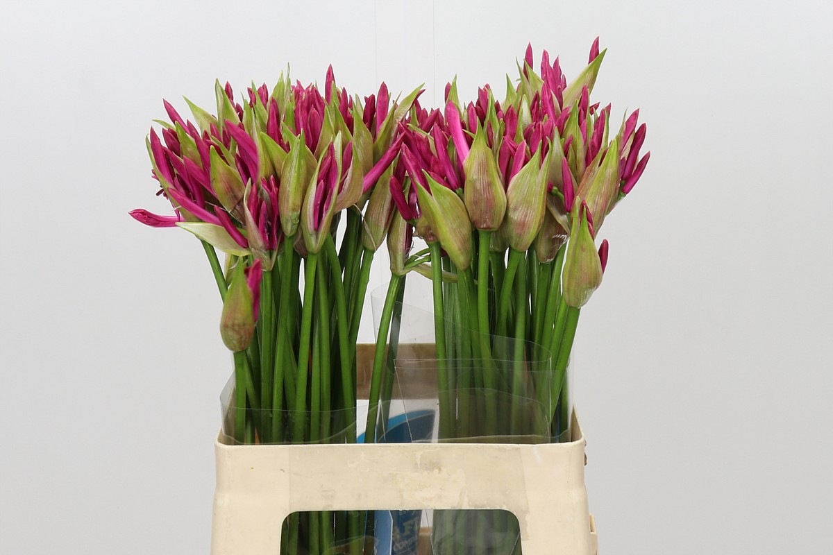 Nerine Favoriet 60cm