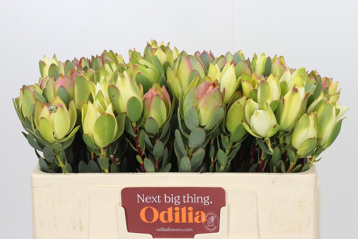 Leucadendron Discolor 50cm