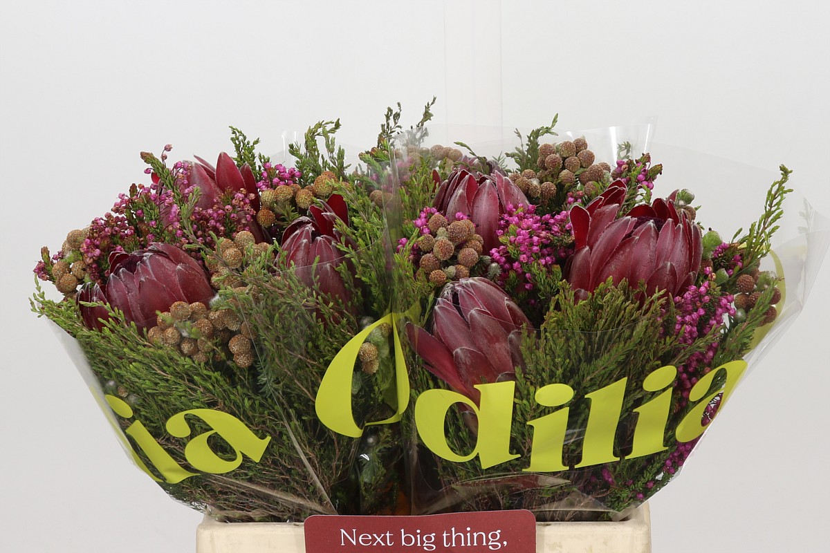 Protea Bouquet Per Bunch 40cm
