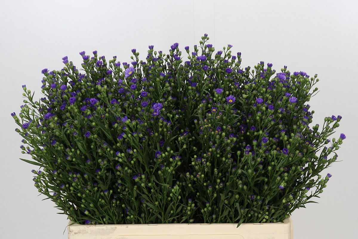 Aster Casamare 60cm 20gram
