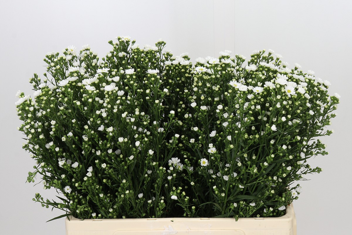 Aster Paquita 60cm 20gram