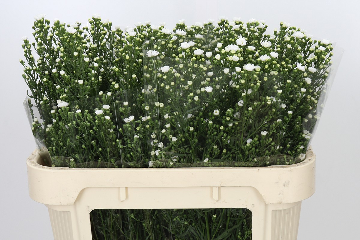 Aster Paquita 70cm 30gram