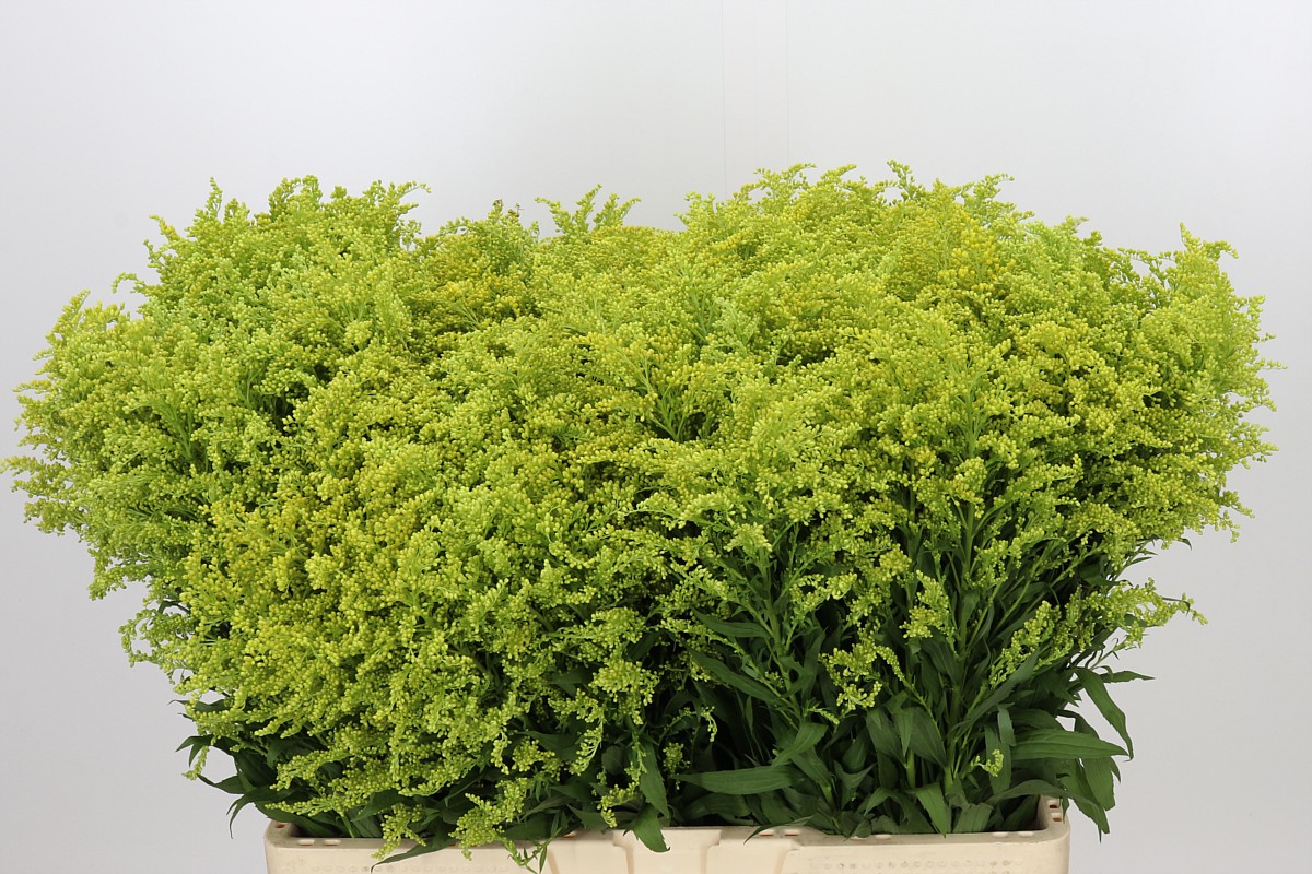 Solidago Tara Gold 60cm 15gram
