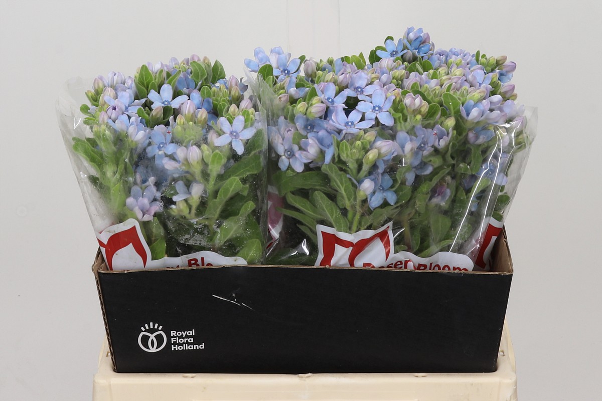 Oxypetalum Coeruleum 40cm