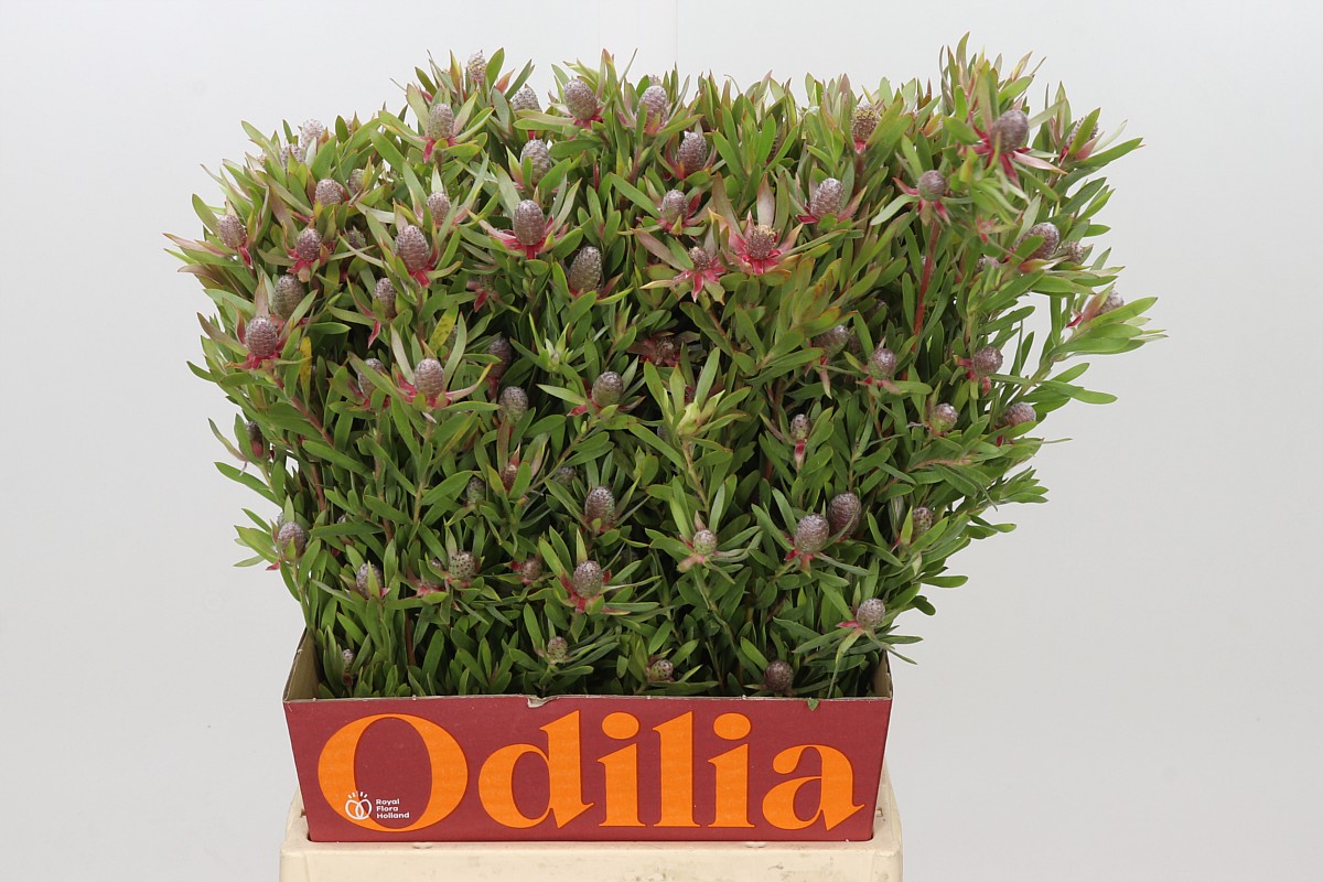 Leucad Ayoba St Pear 50cm
