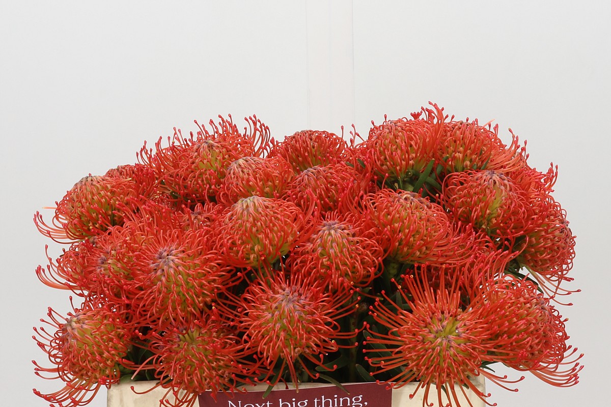 Leucospermum Succession 35cm