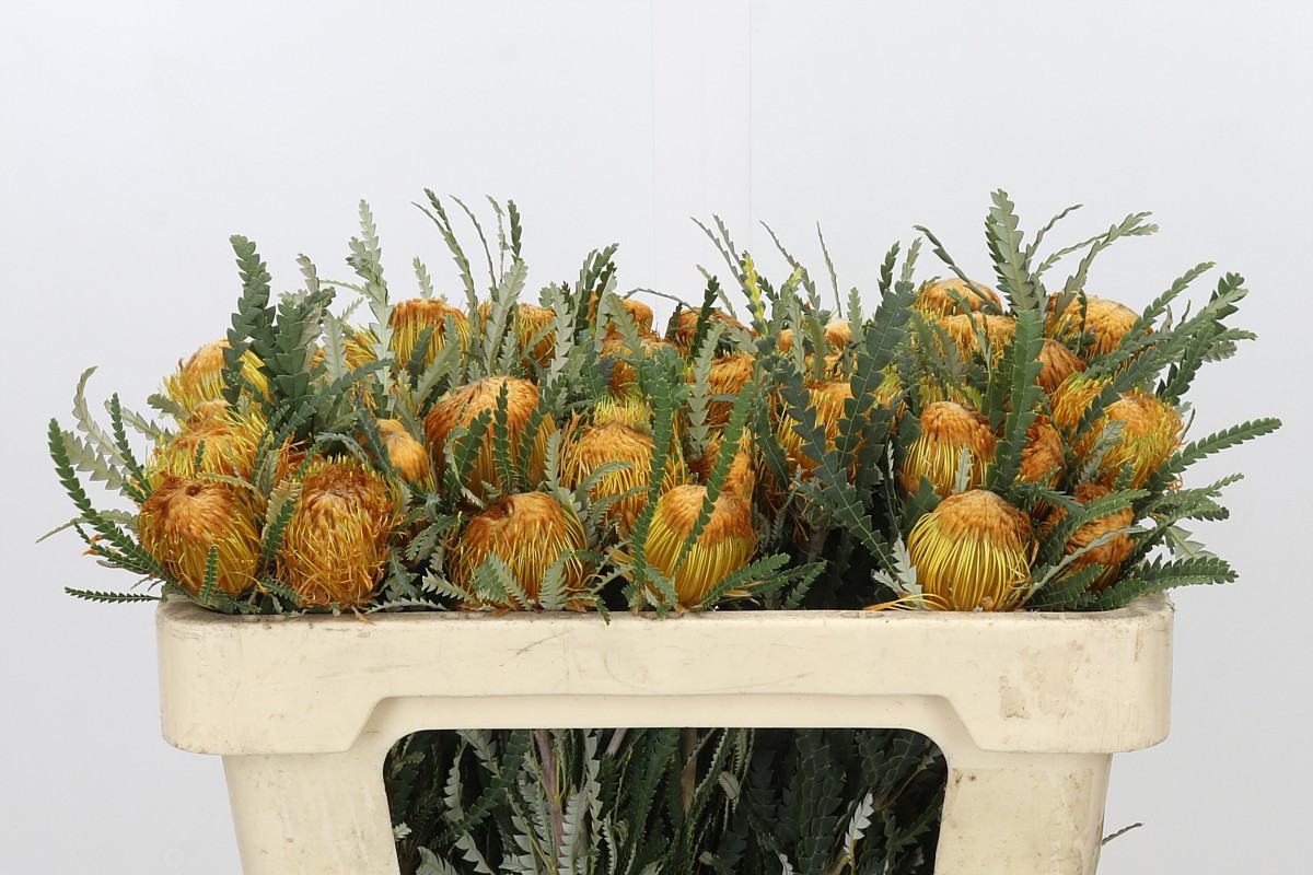 Dryandra Formosa 50cm
