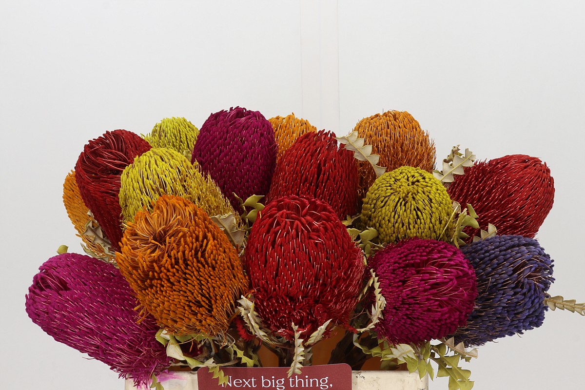 Banksia Speciosa Painted 40cm