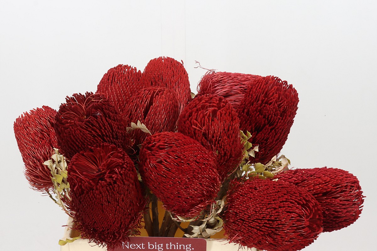 Banksia Speciosa Painted 40cm