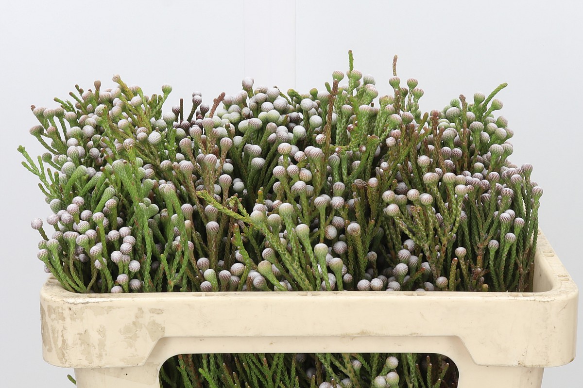 Brunia Nodiflora 50cm