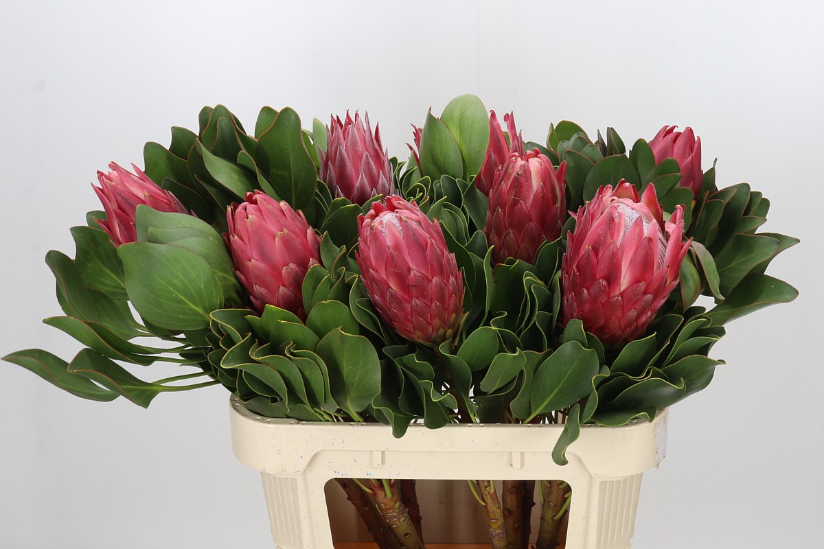 Protea Red Rex 70cm