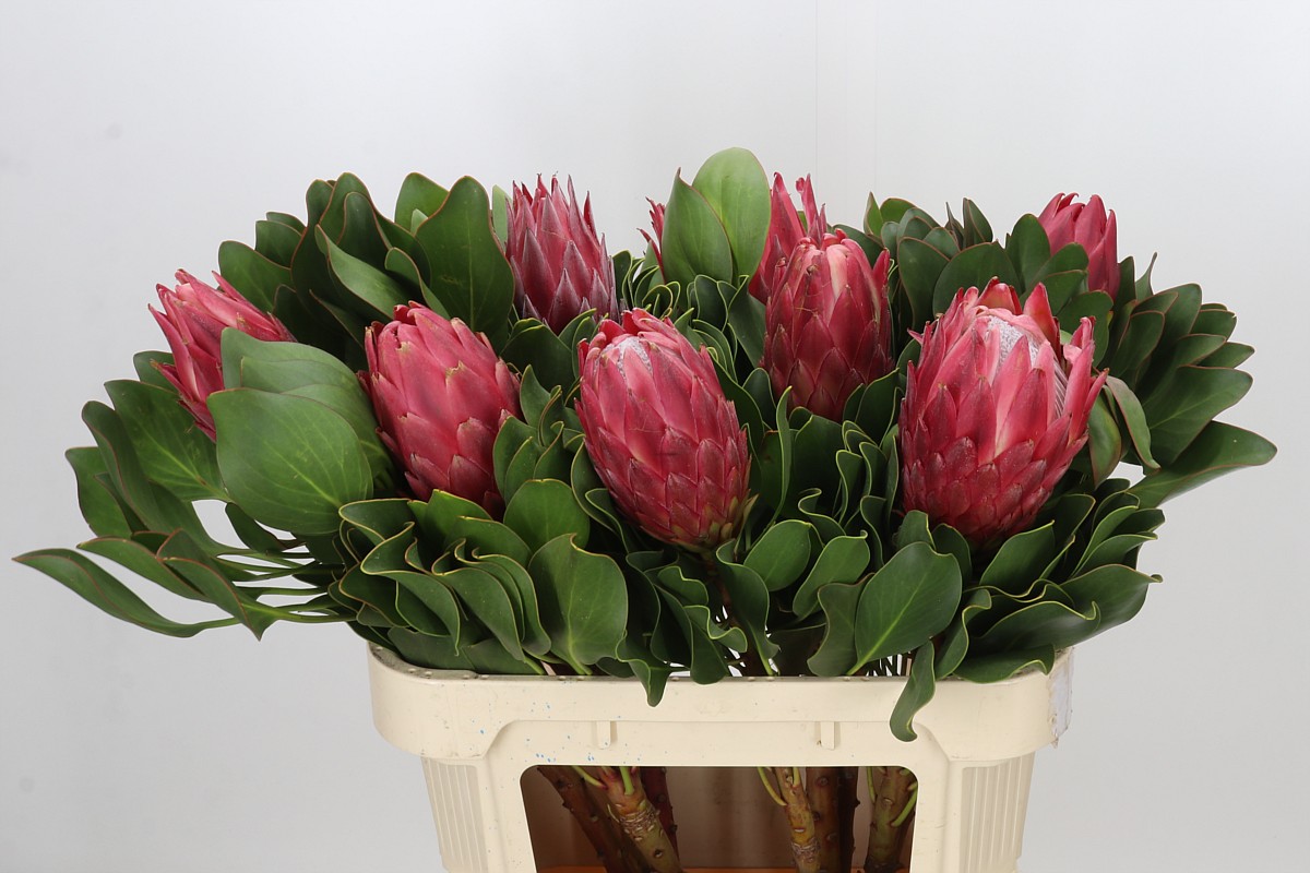 Protea Red Rex 80cm