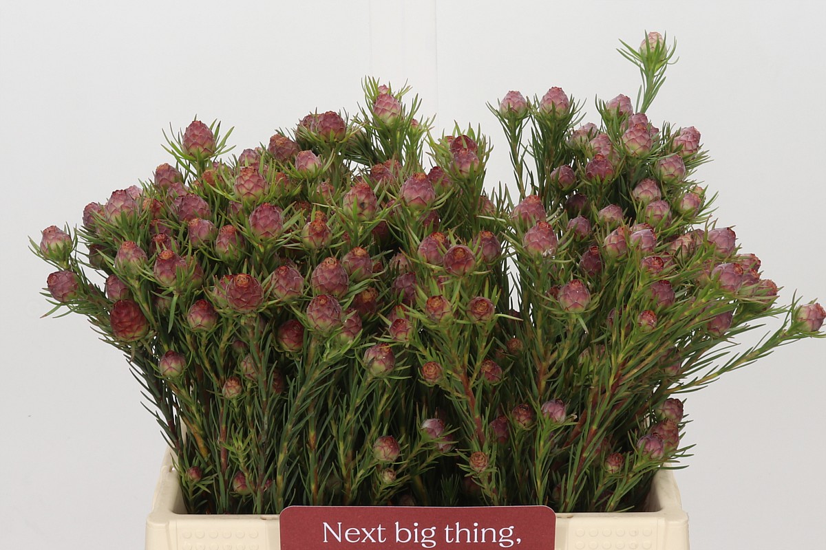 Leucadendron Jubilee Crown Bunch 40cm