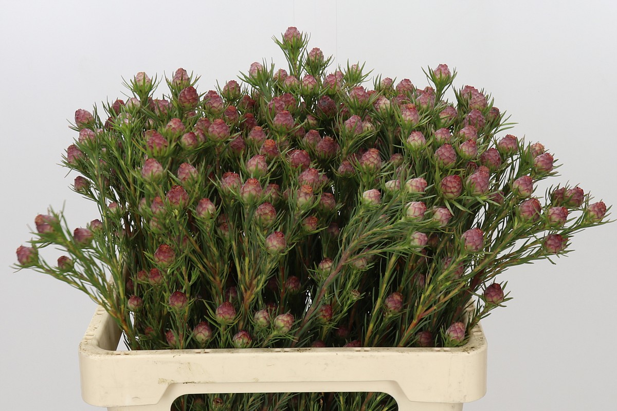 Leucadendron Jubilee Crown Bunch 60cm