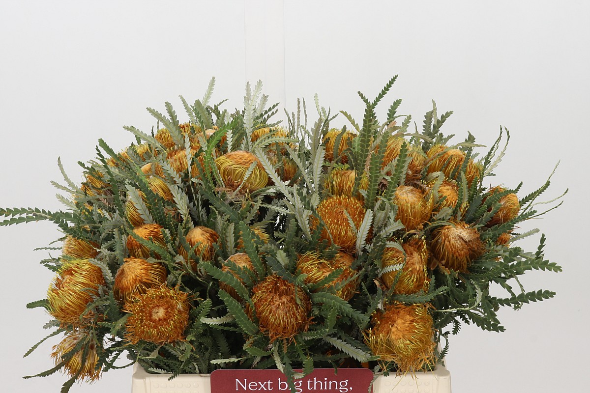 Dryandra Formosa 40cm