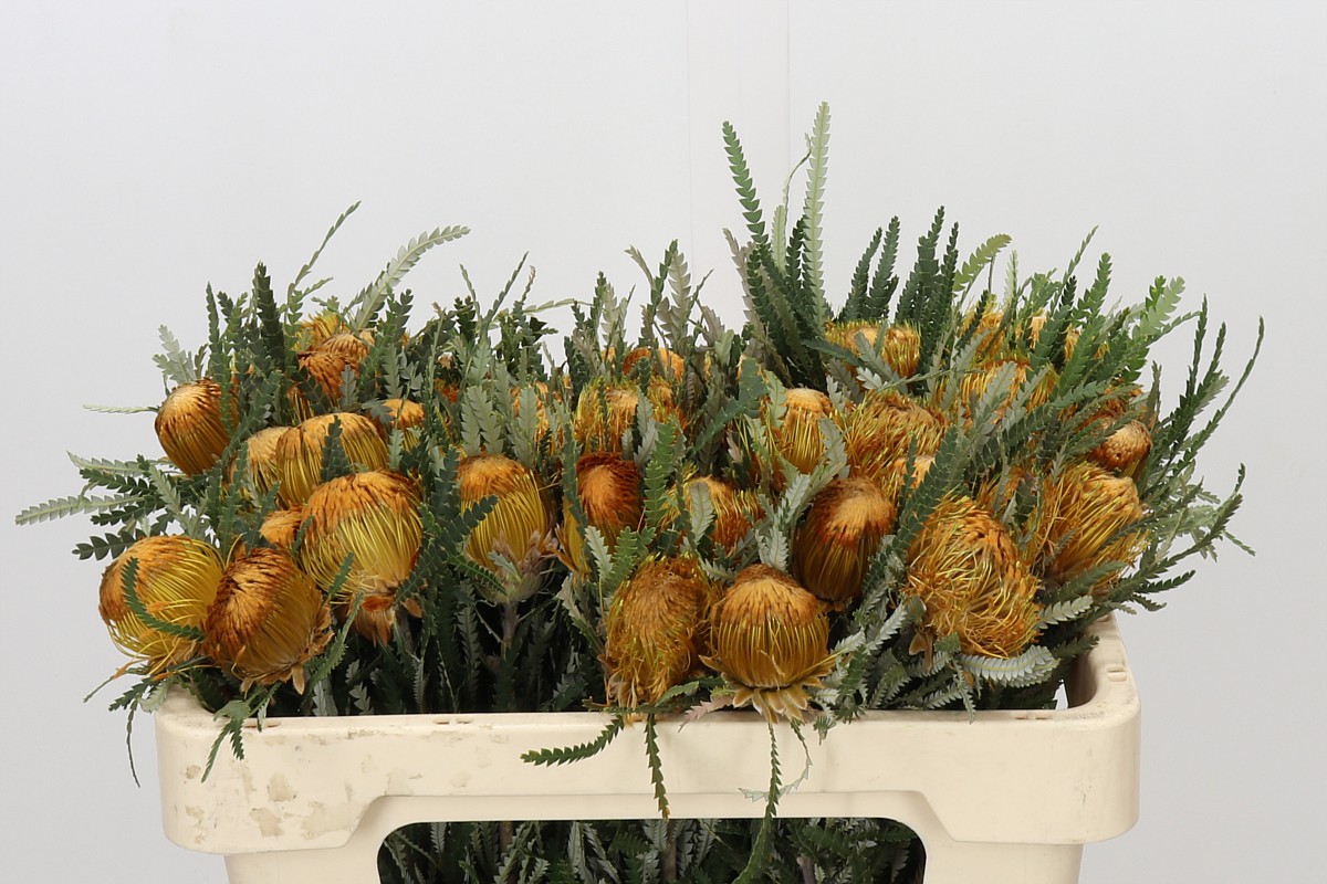 Dryandra Formosa 50cm