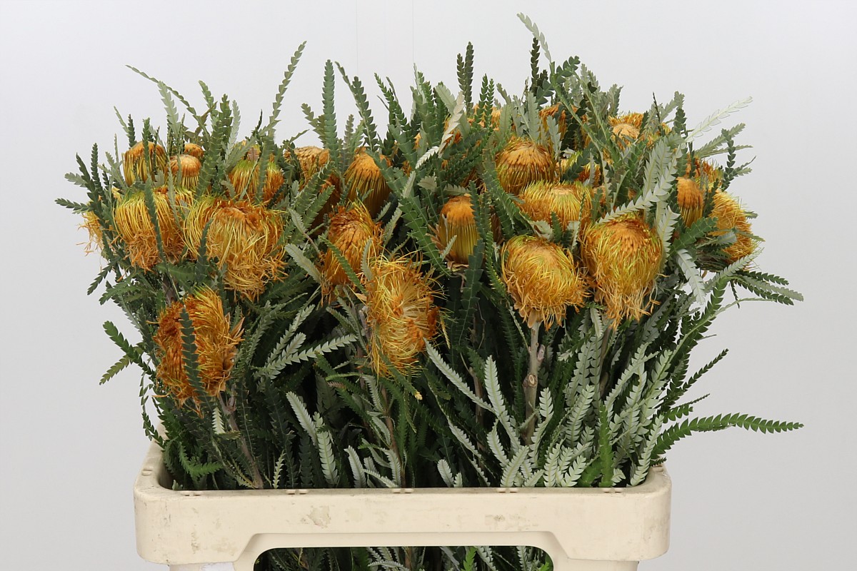 Dryandra Formosa 60cm