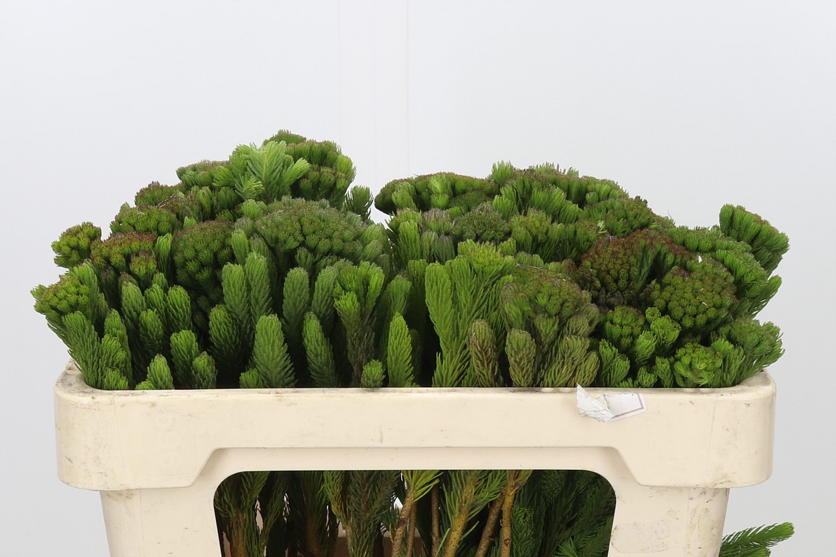 Brunia Albiflora Bunch 50cm