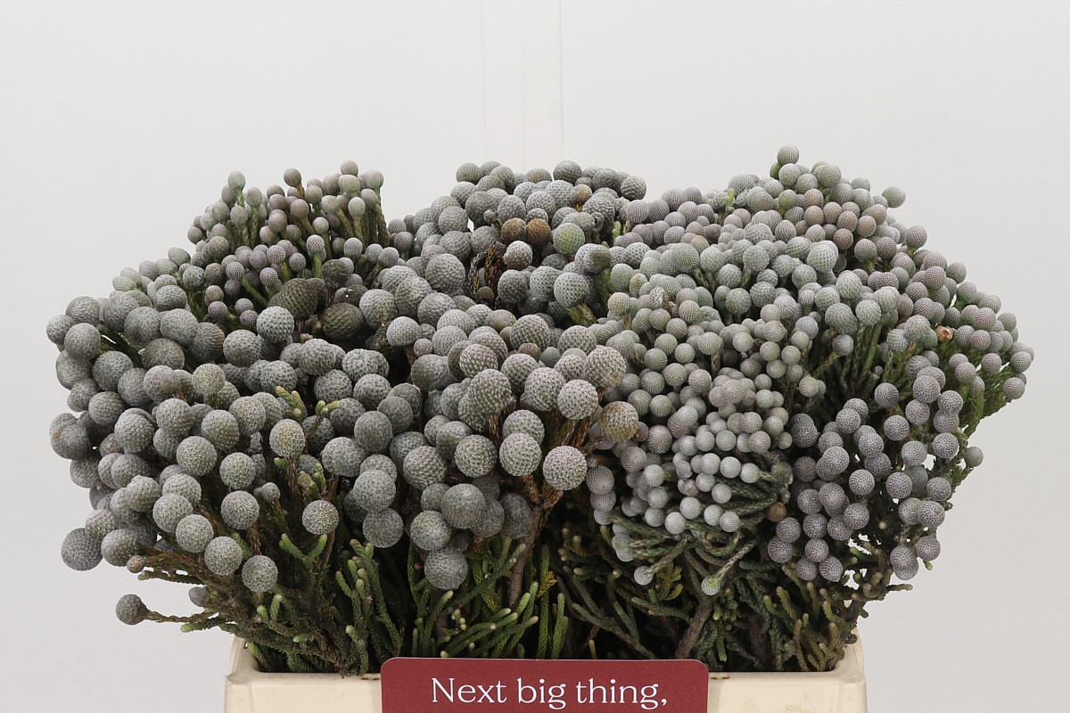 Brunia Silver Bunch 40cm
