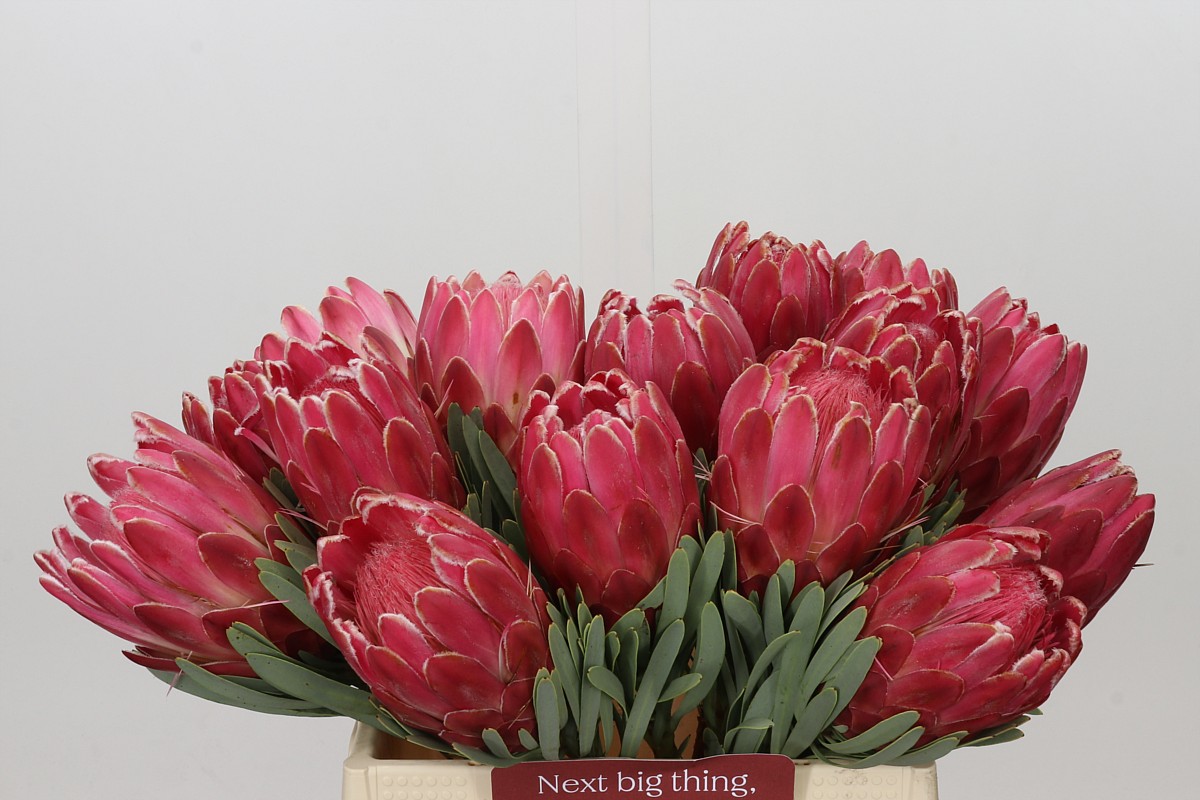 Protea Venus 40cm