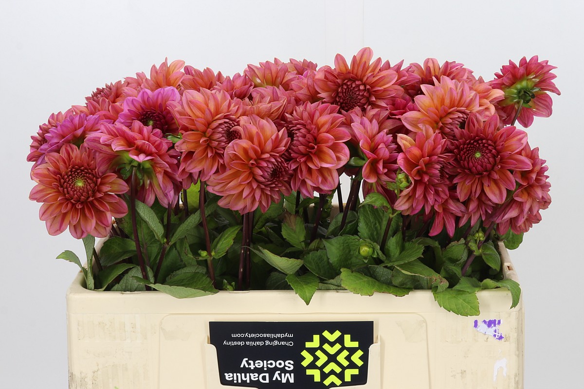 Dahlia Sal Runner 50cm