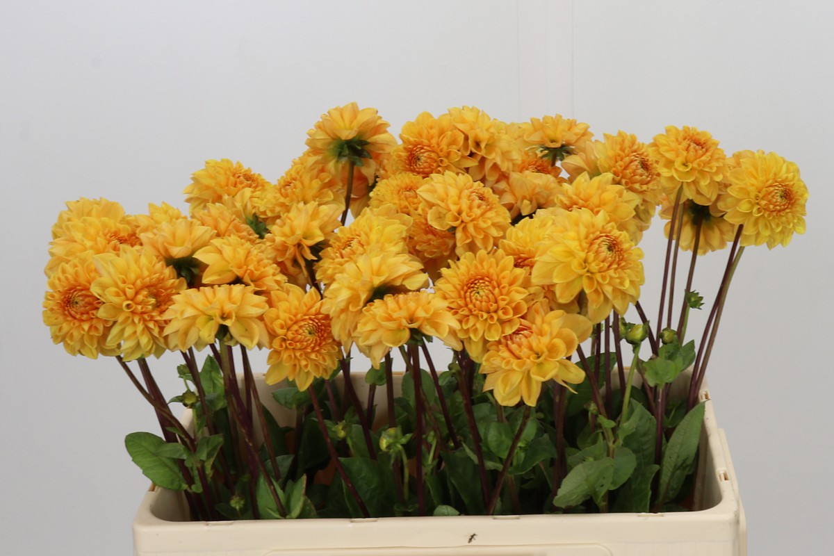 Dahlia Sylvia 50cm