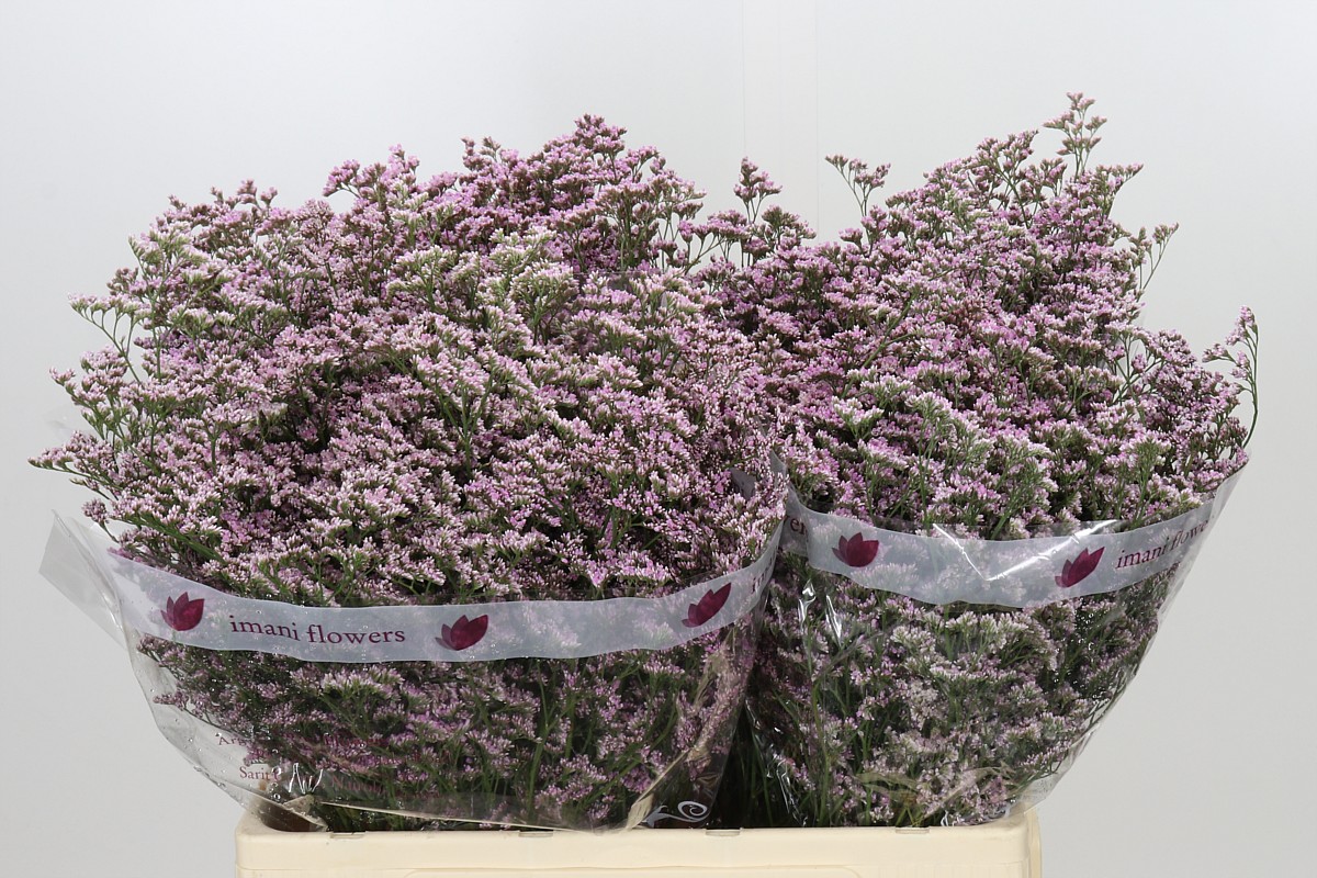 Limonium Saf Oshi Pink 60cm 26gram