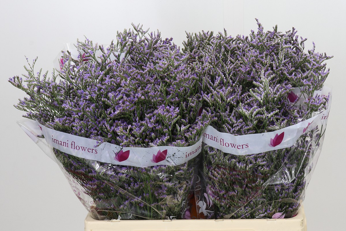Limonium Sin Skylight 60cm 26gram