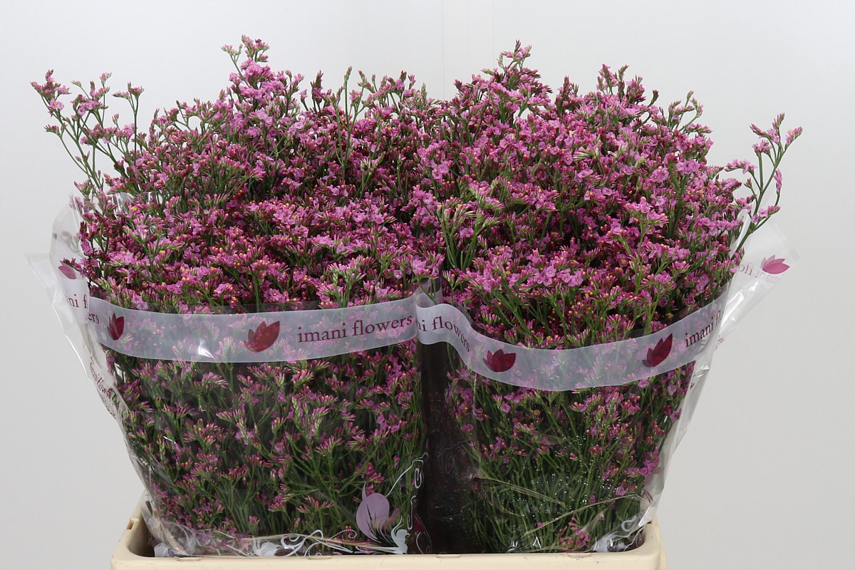 Lim Sin Sen Pinkini 60cm 26gram