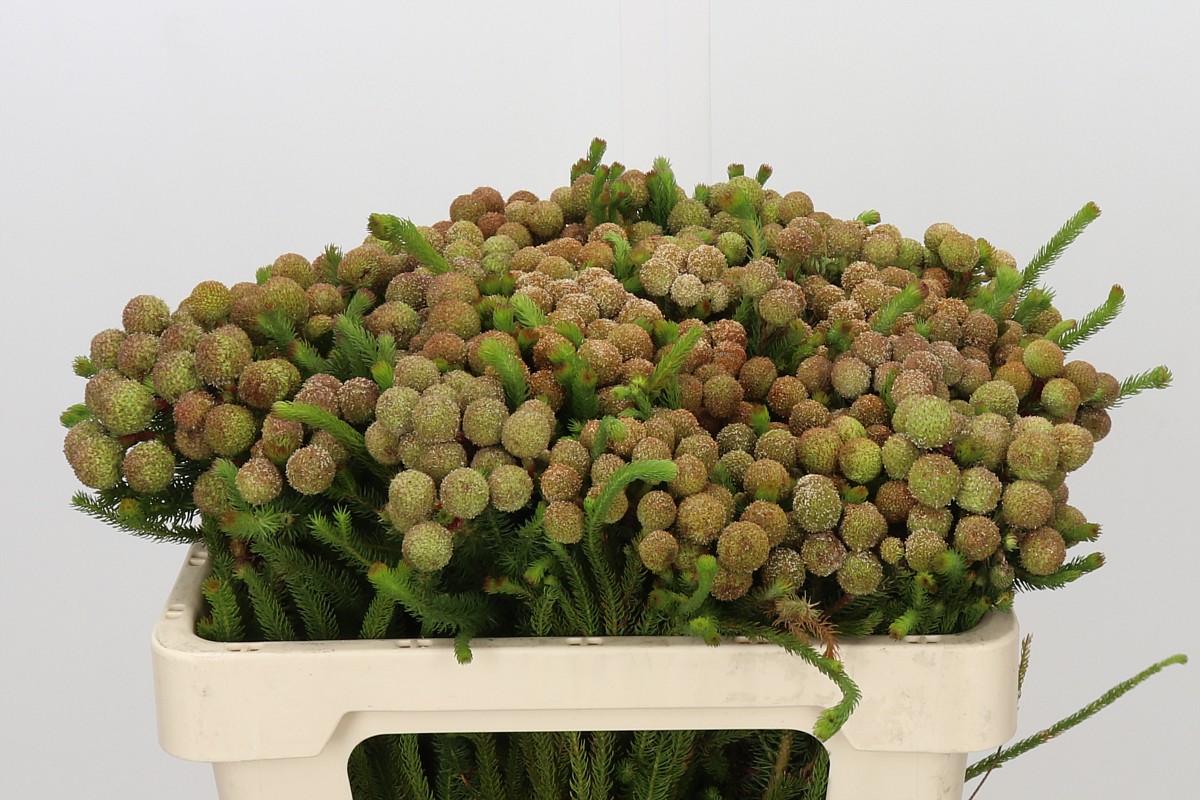 Berzelia Galpinii Baubels Bunch 50cm