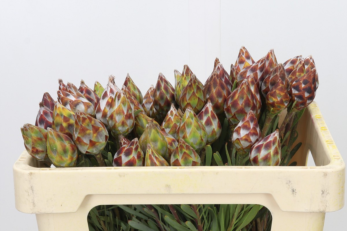 Leucadendron Rubrum Bnch 50cm