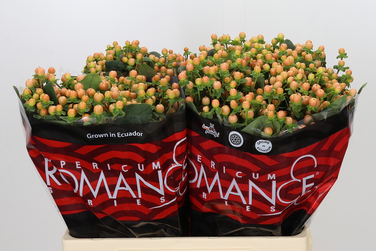 Hypericum Mellow Romance Salmon 60cm