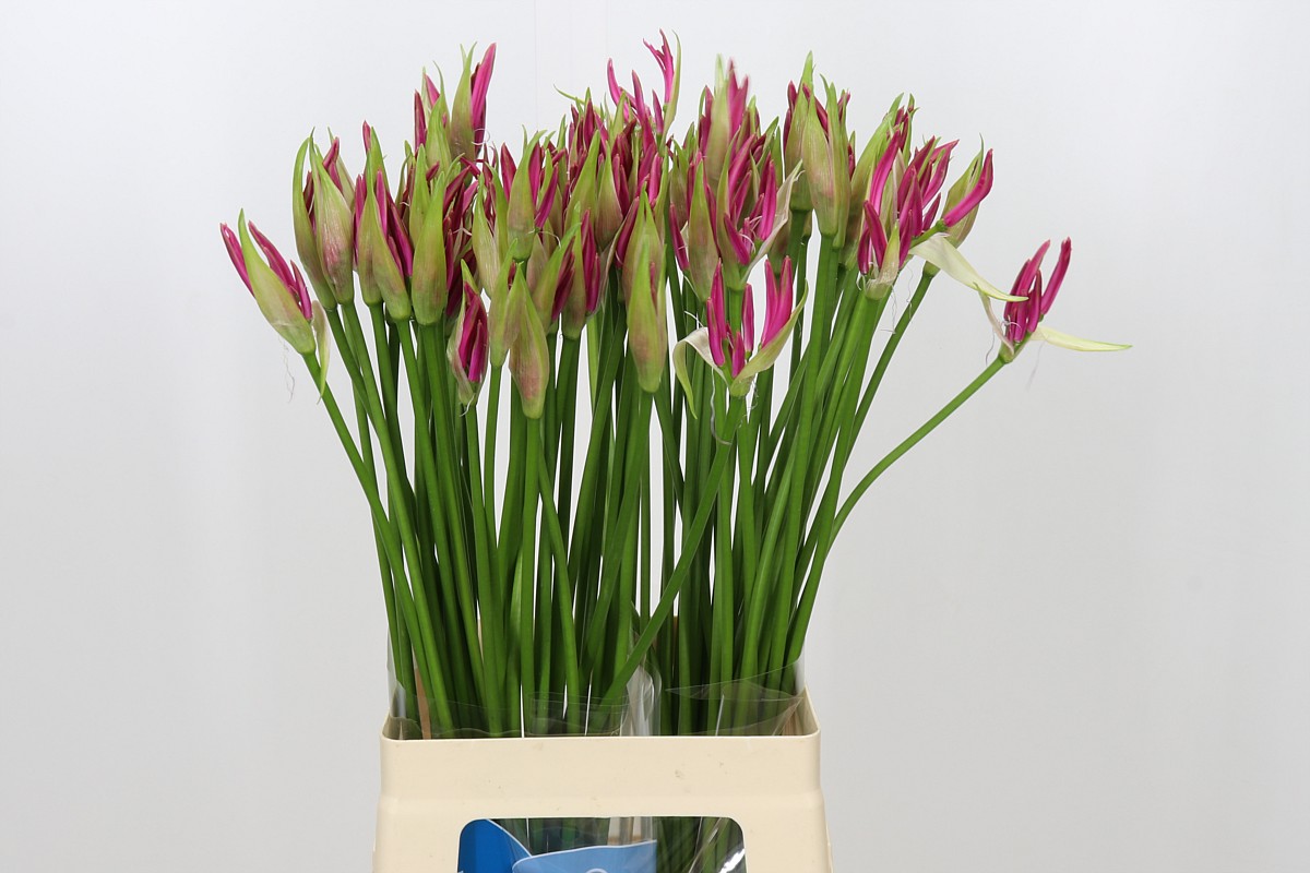 Nerine Favoriet 70cm